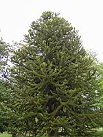 Araucaria Araucana (fam Coniferes) (Amerique du sud) (Photo F. Mrugala) (1)